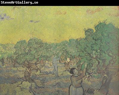 Vincent Van Gogh Olive Grove with Picking Figures (nn04)